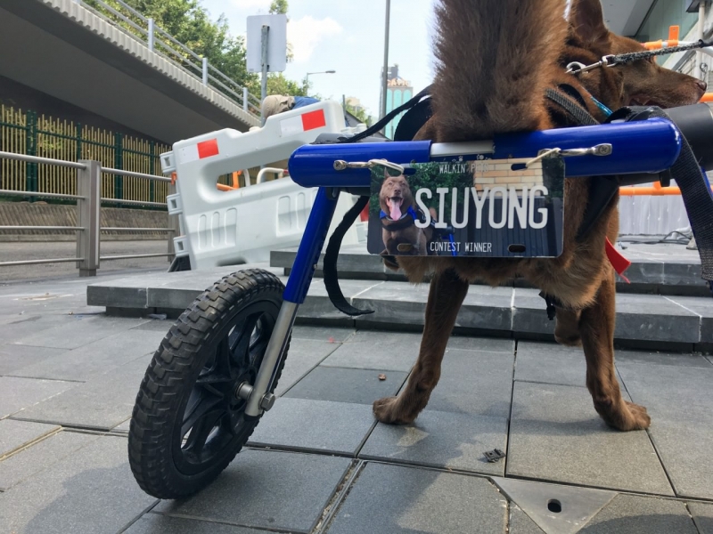 小勇的輪椅還有自己的車牌，可謂獨一無二。(沈敏怡攝)