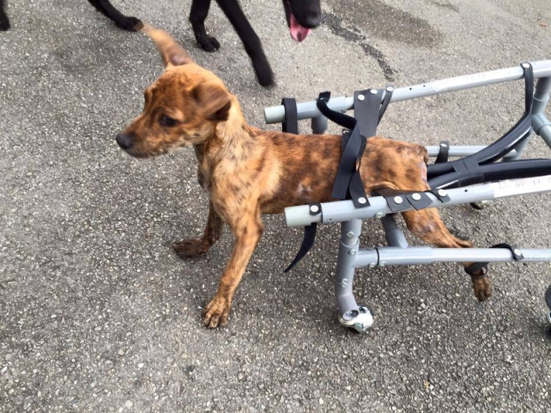 獸醫結合中醫治療 讓癱瘓狗重新站起