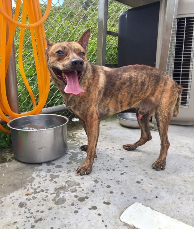 米克斯土狗小虎，因車禍造成下肢癱瘓，在動保處獸醫以針灸治療3個月後，讓牠擺脫輪椅重新站起