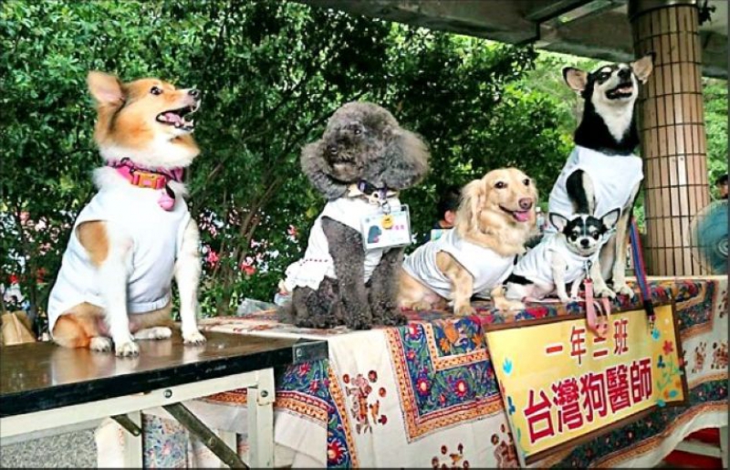 狗醫生出任務 陪長輩樂活動手腳