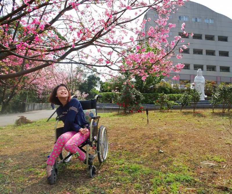 八里爱心教养院院生 坐轮椅追粉樱