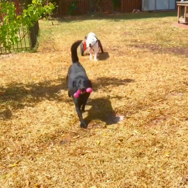 Pigeon喜歡在家中的花園跟其他小狗一起玩耍