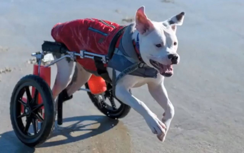 小狗遇車禍變殘障　需以輪椅代步仍樂觀面對生命