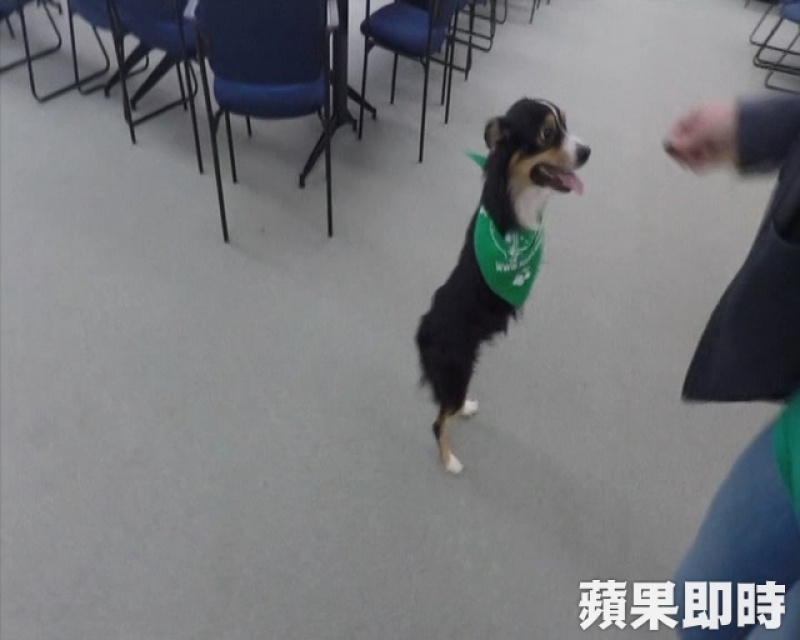 Tobi未來將會裝上輪椅重獲新生