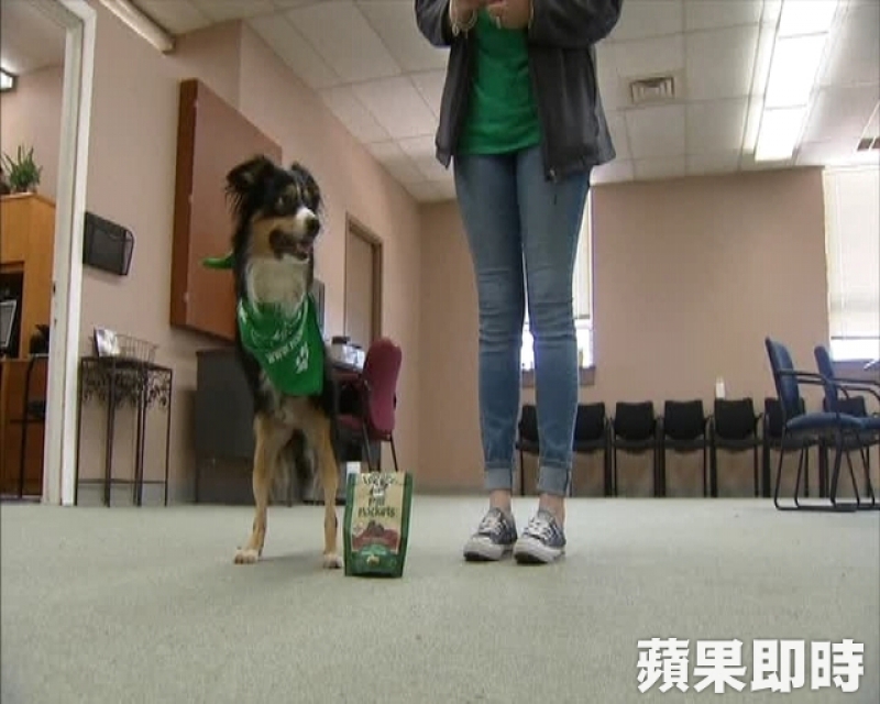 出生就沒前腳　雙腿狗獲輪椅