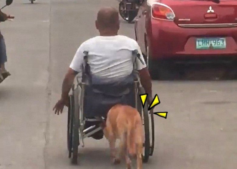 他不重！菲律賓忠犬不離不棄　為殘疾主人推輪椅