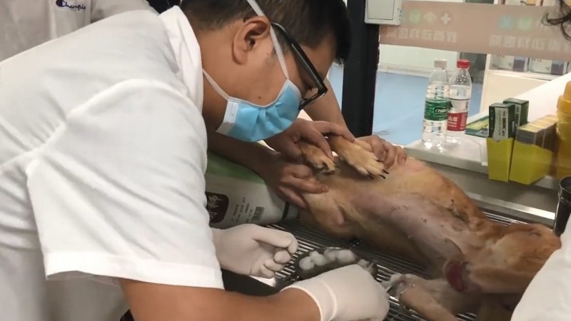 獸醫清理了傷口，並檢查發現原來狗狗後肢是神經受損。