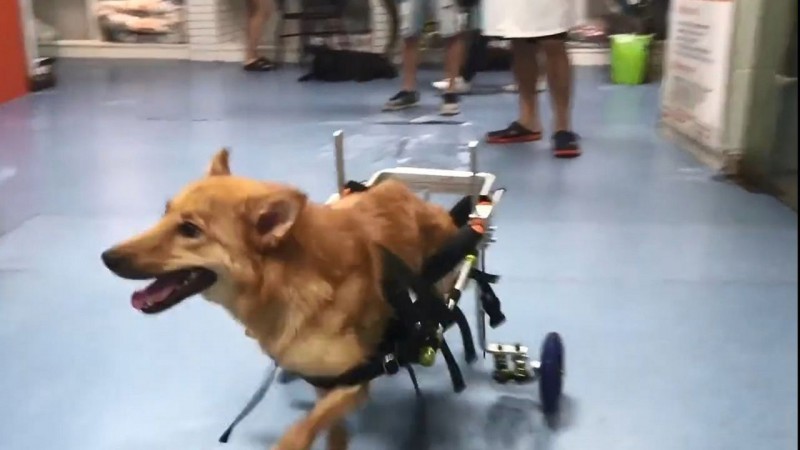 狗狗已习惯使用轮椅，开心地四处走动。