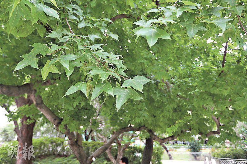 深水埗公園﹕二次世界大戰時，曾有約2000名加拿大軍人到港支援，惟最後死傷者過半，深水埗公園內設紀念碑與楓樹紀念他們的犧牲