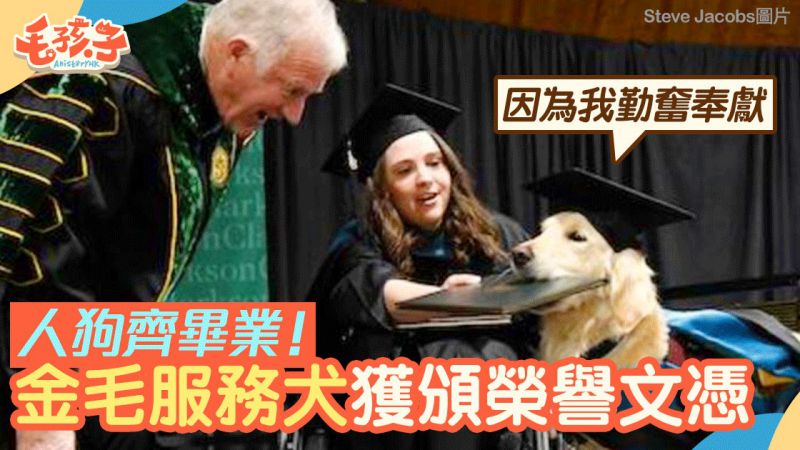 与坐轮椅主人100%出席大学课程　金毛获颁荣誉文凭　表扬无私奉献