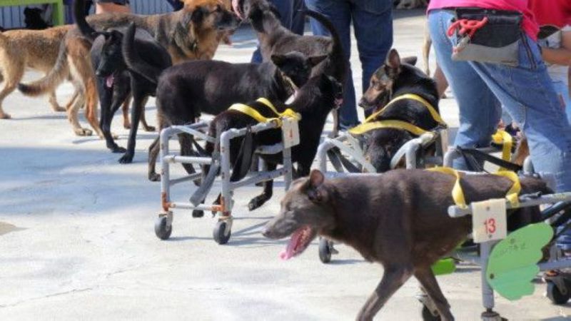 收容所内狗住客数目达３０００只之多，潘杰至今已为所内近３０只住客制作轮椅