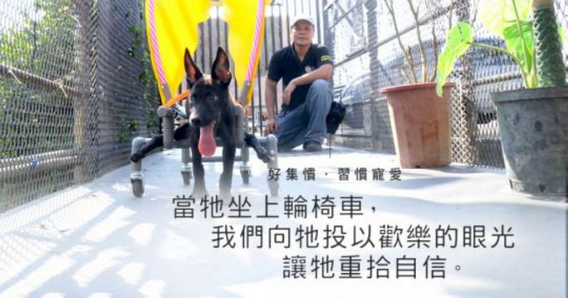 台湾工程师 义务替狗做轮椅