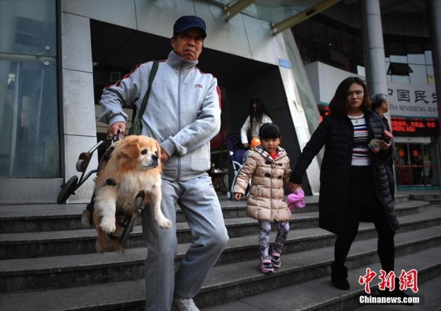 动物奇观／重庆街头「狗坚强」　半身残废靠轮椅行走