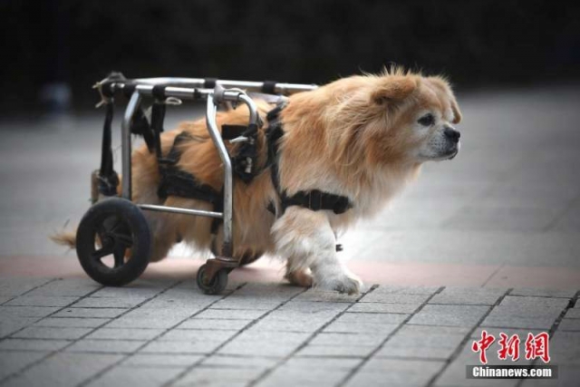 動物奇觀／重慶街頭「狗堅強」　半身殘廢靠輪椅行走