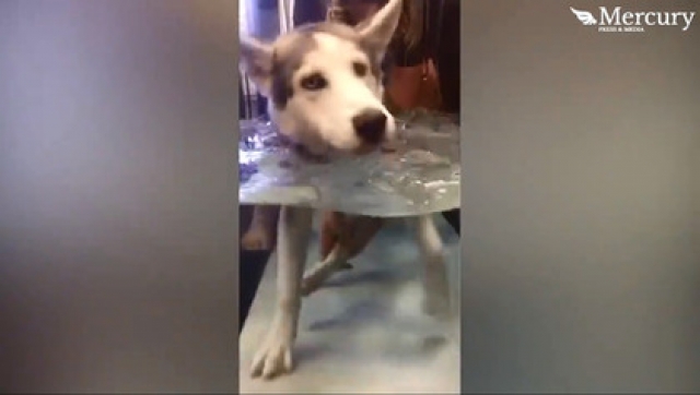 哈士奇在水中行走，训练肌肉。