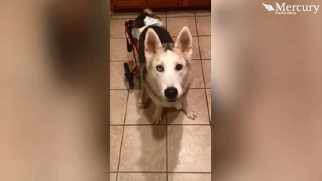 哈士奇拥有轮椅，并开心的和训练师互动。