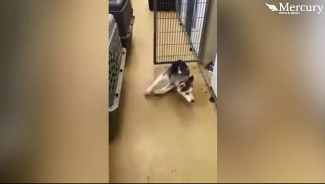 两腿瘫痪 哈士奇学会坐轮椅