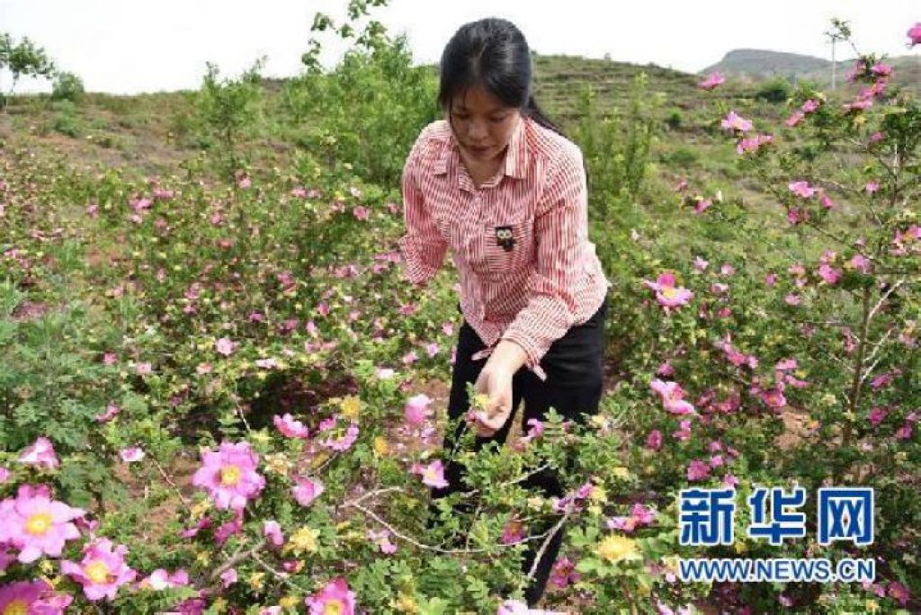 刺梨花开满山红——记在贵州脱贫攻坚一线奋斗的残疾人