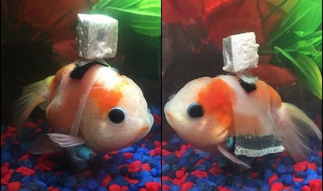 美水族馆职员制轮椅架　让金鱼重生游得开心