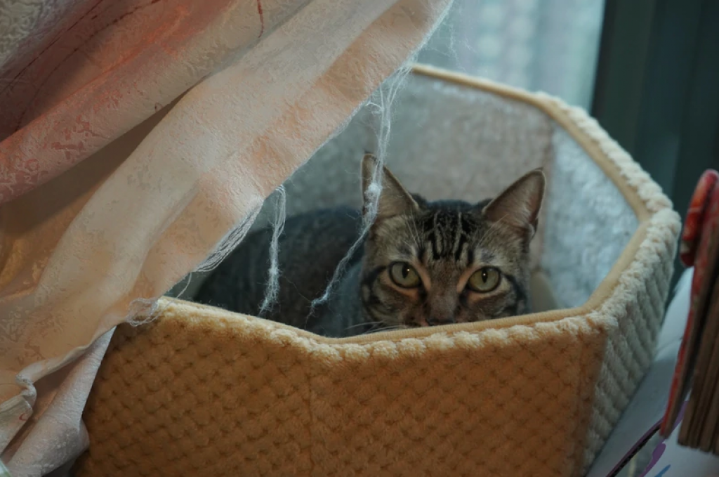 小虎怕人，不容記者靠近，牠走到Peggy身旁的貓窩中躲起來。