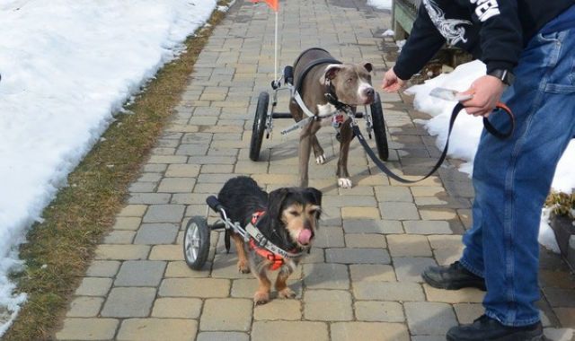 宠物轮椅让行动不便的爱犬，都能在户外行动。