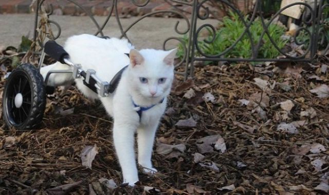 猫咪们没了双脚那怎么行呢