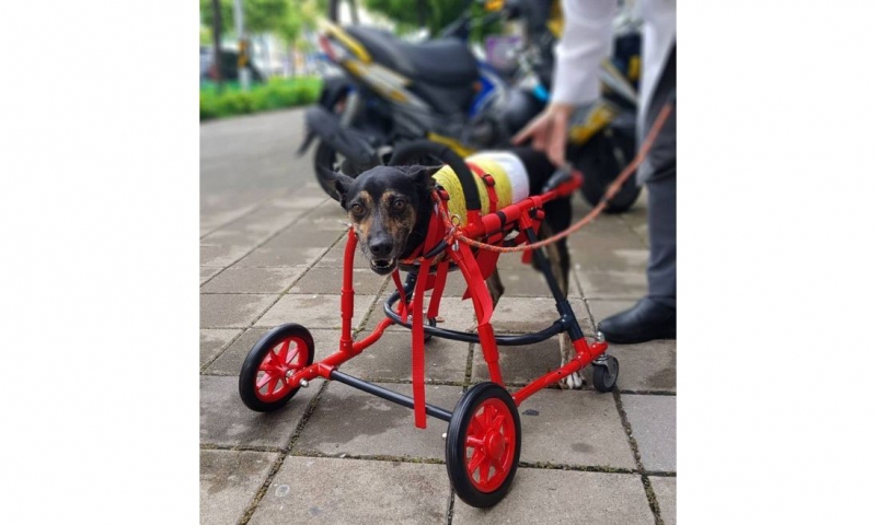 台日爱心接力 职人跨海为4伤犬订做车轮椅